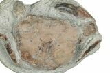 Oligocene Fossil Crab (Branchioplax) - Washington State #349480-1